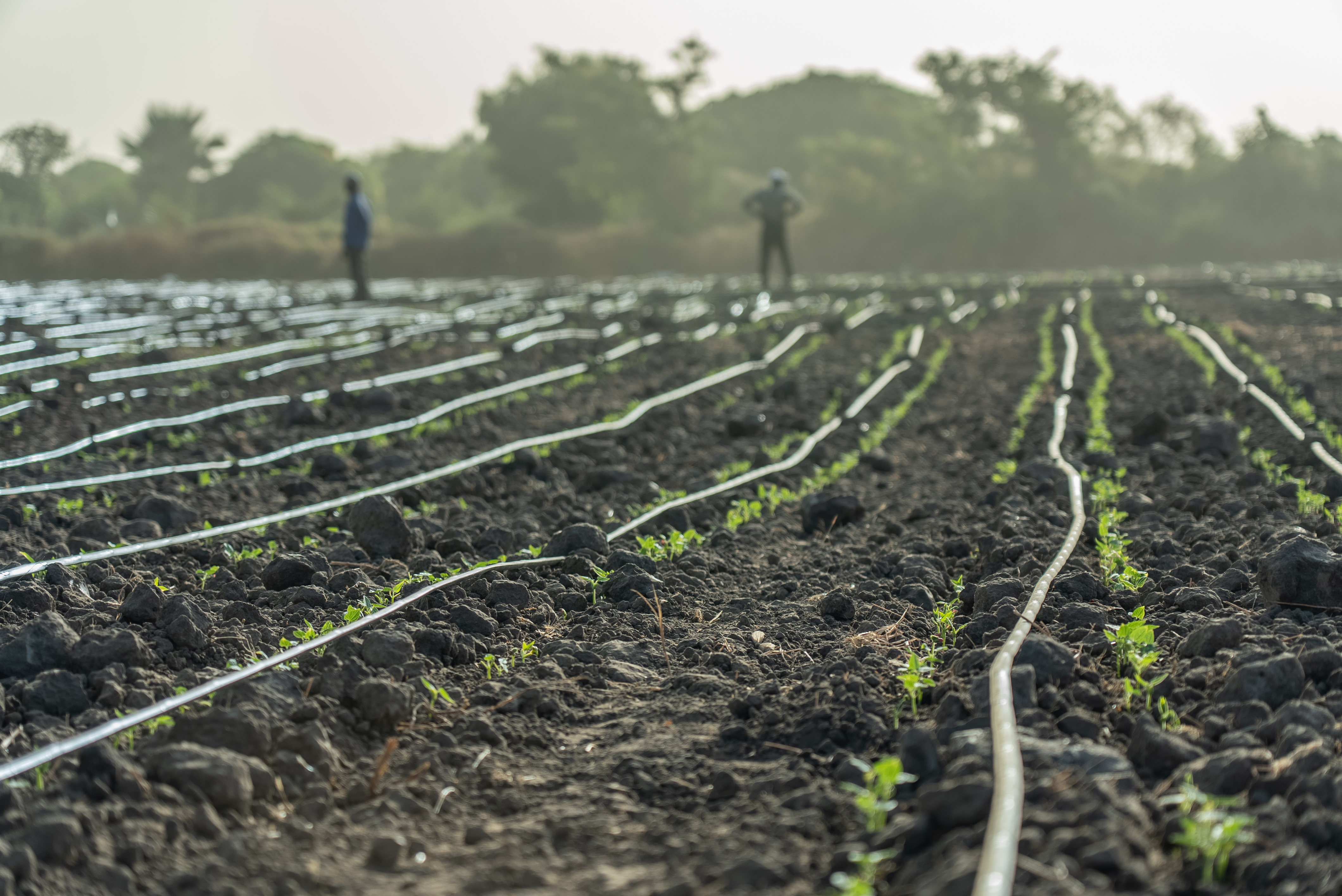 Best Way to Do Eco and Agriculture